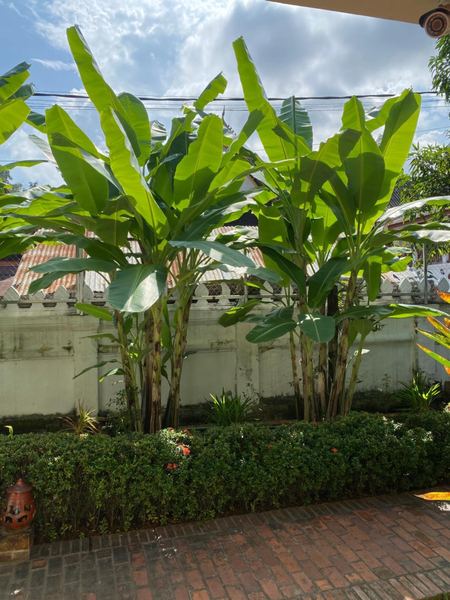 Luang Prabang Residence & Travel Exterior photo